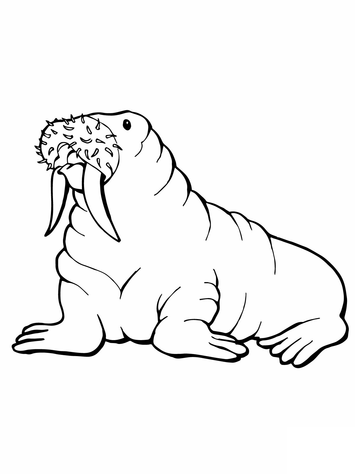 Free printable walrus coloring pages for kids