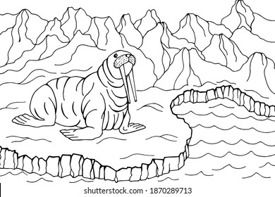 Walrus coloring images stock photos d objects vectors