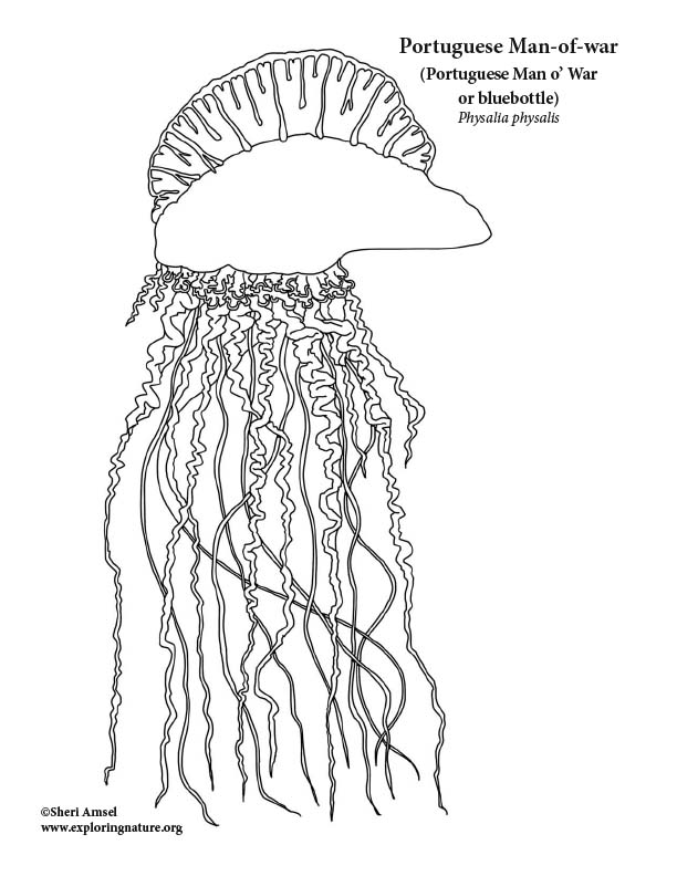 Portuguese man