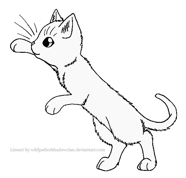 Skyclan warrior cat cat coloring page kittens coloring coloring pictures for kids