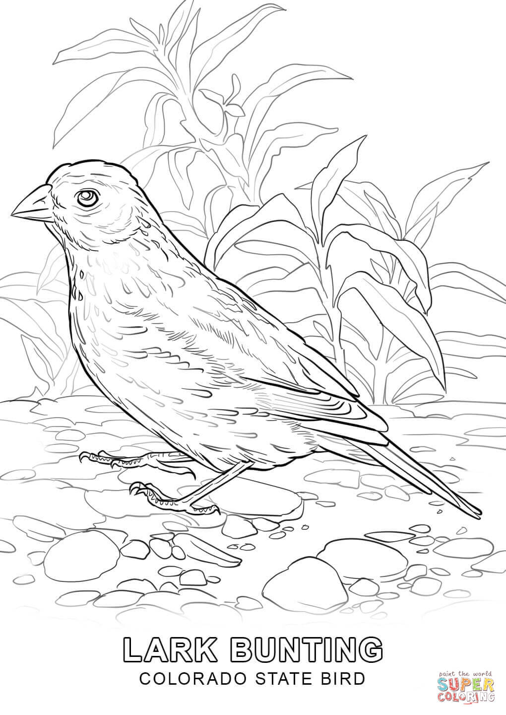 Colorado state bird coloring page free printable coloring pages