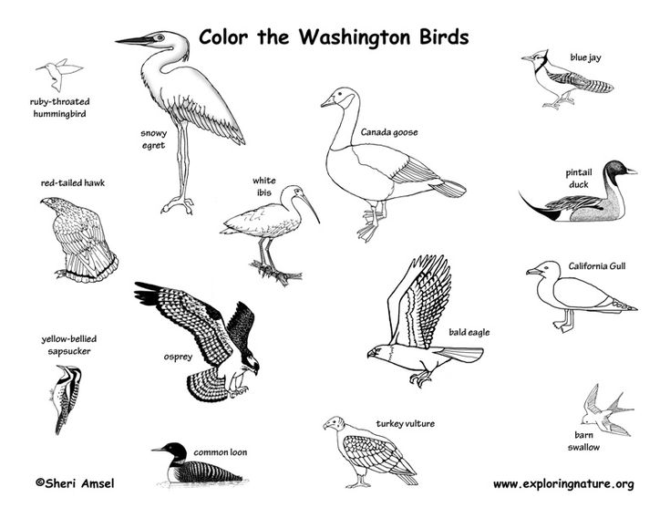 Washington state birds coloring sheet