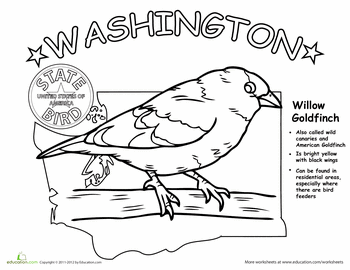 Washington state bird worksheet education state birds washington state facts washington state