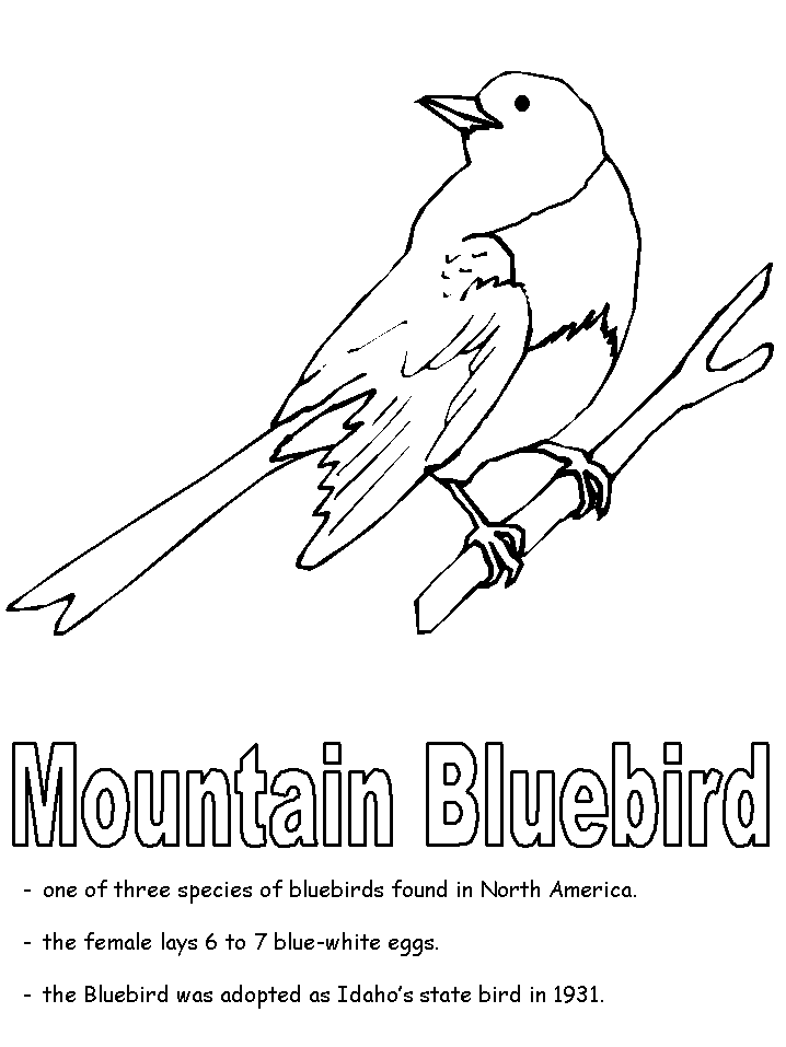 Mountain bluebird coloring page