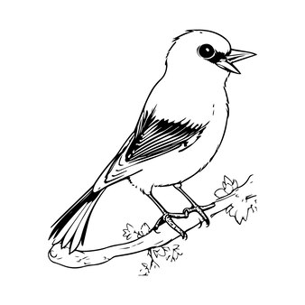 Page mockingbird sketch images