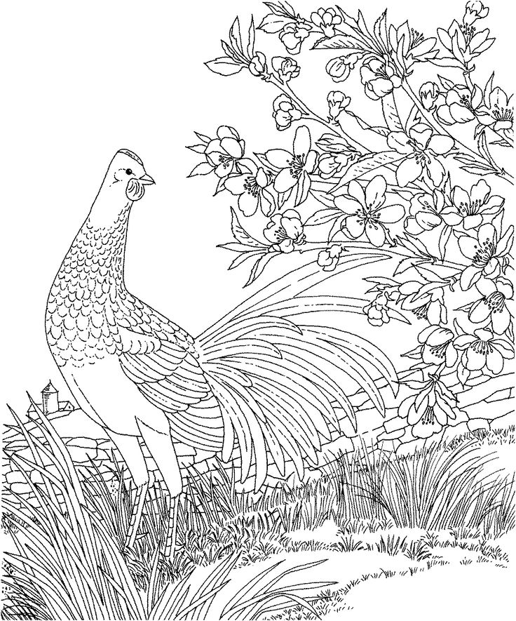 Free printable coloring pagedelaware state bird and flower blue hen chicken peach blossom educaâ bird coloring pages coloring pages chicken coloring pages