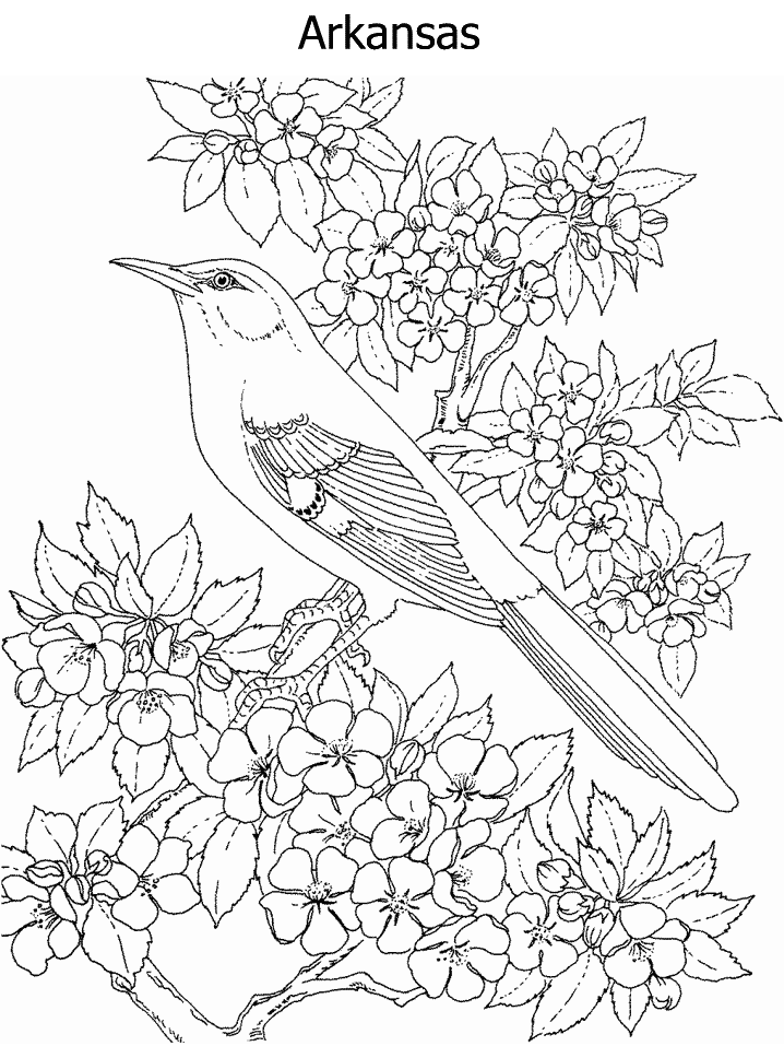 Free state bird coloring pages download free state bird coloring pages png images free cliparts on clipart library