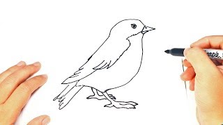 How to draw a bird bird easy draw tutorial