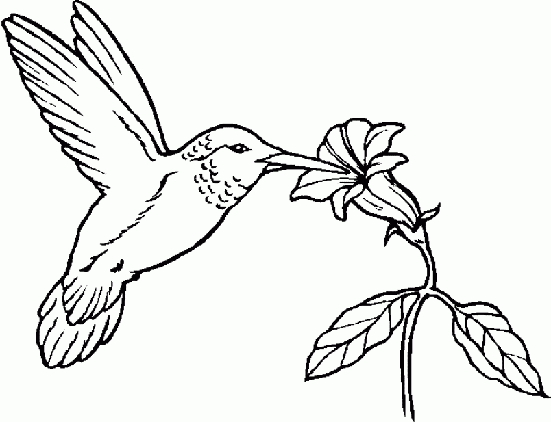 Pollinator coloring pages â seattles favorite garden store since