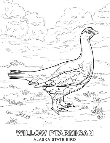 Alaska state bird coloring page free printable coloring pages