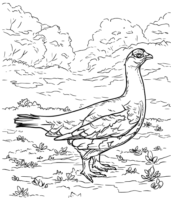Species spotlight ptarmigan â alaska wildlife alliance awa