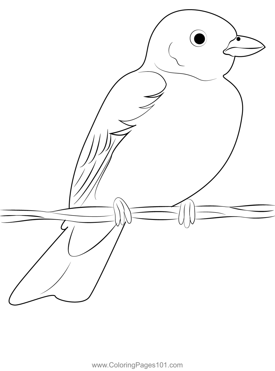 Lark bunting colorado state bird coloring page for kids