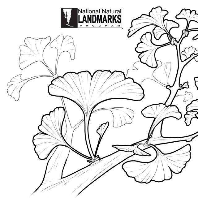 Nnl prehistoric life coloring pages us national park service