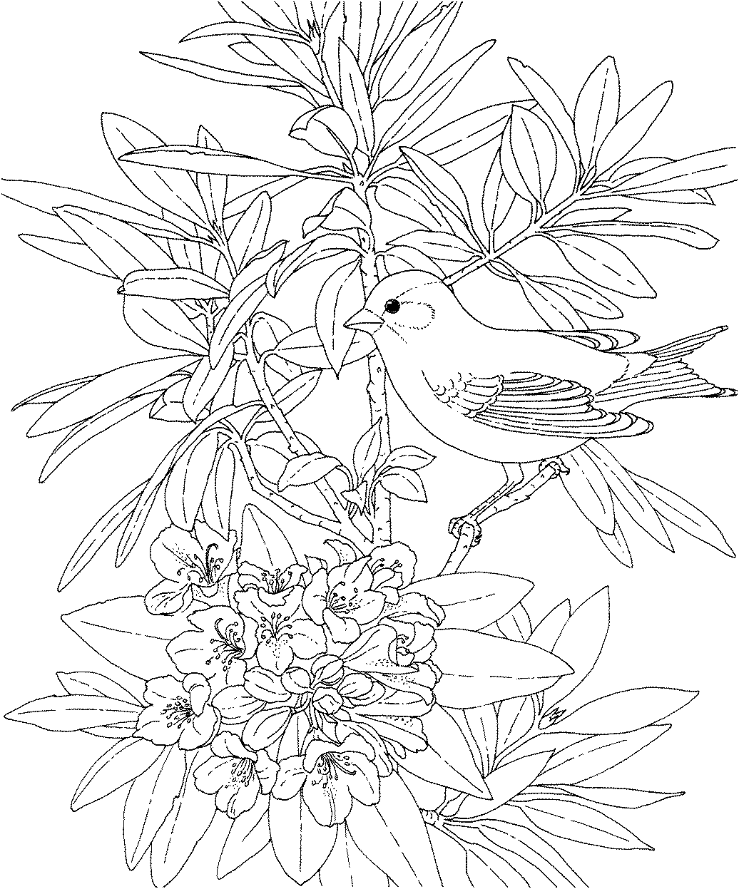 Free printable coloring pagewashington state bird and flower goldfinch rhododendrâ bird coloring pages flower coloring pages printable adult coloring pages