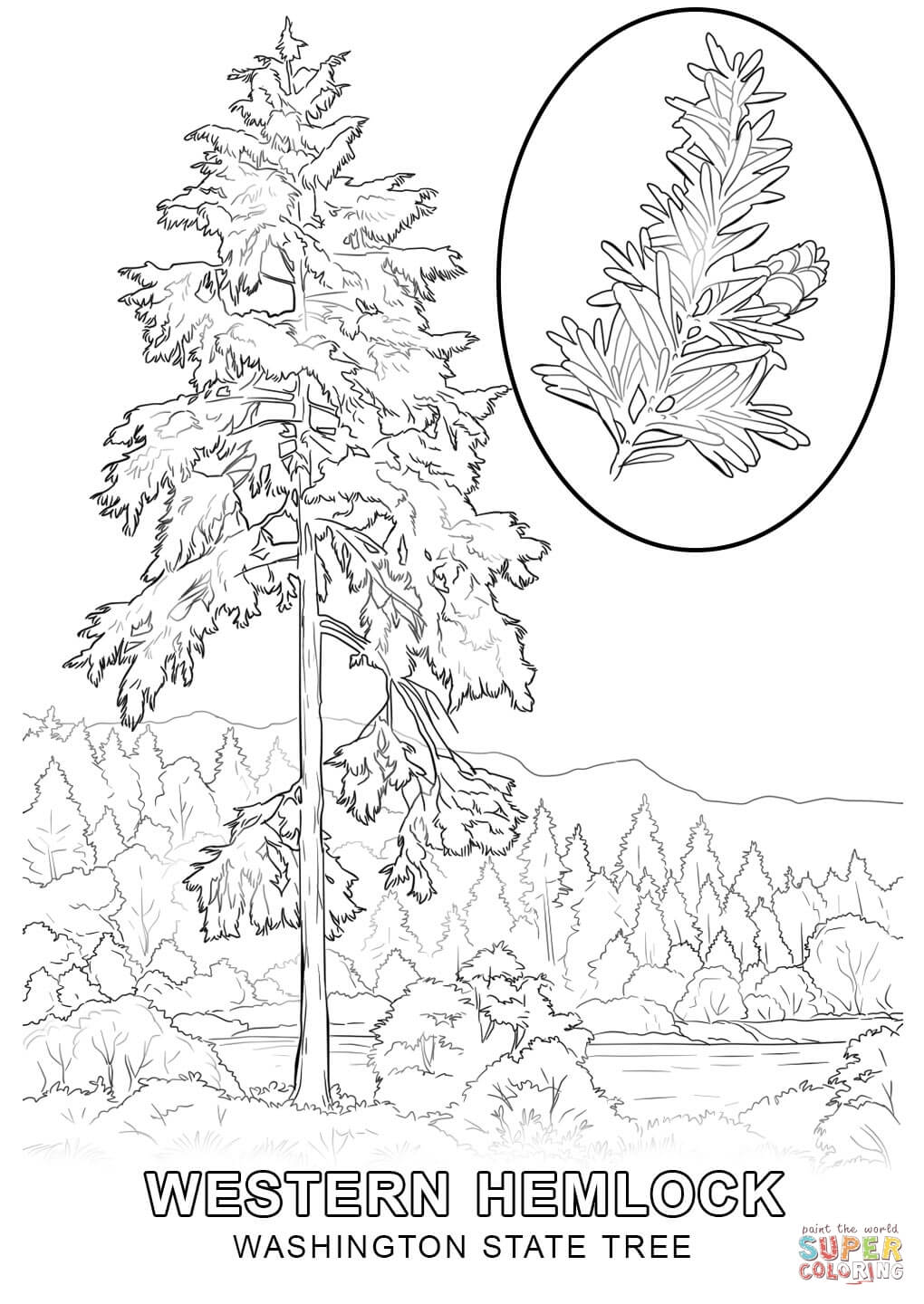 Washington state tree coloring page free printable coloring pages