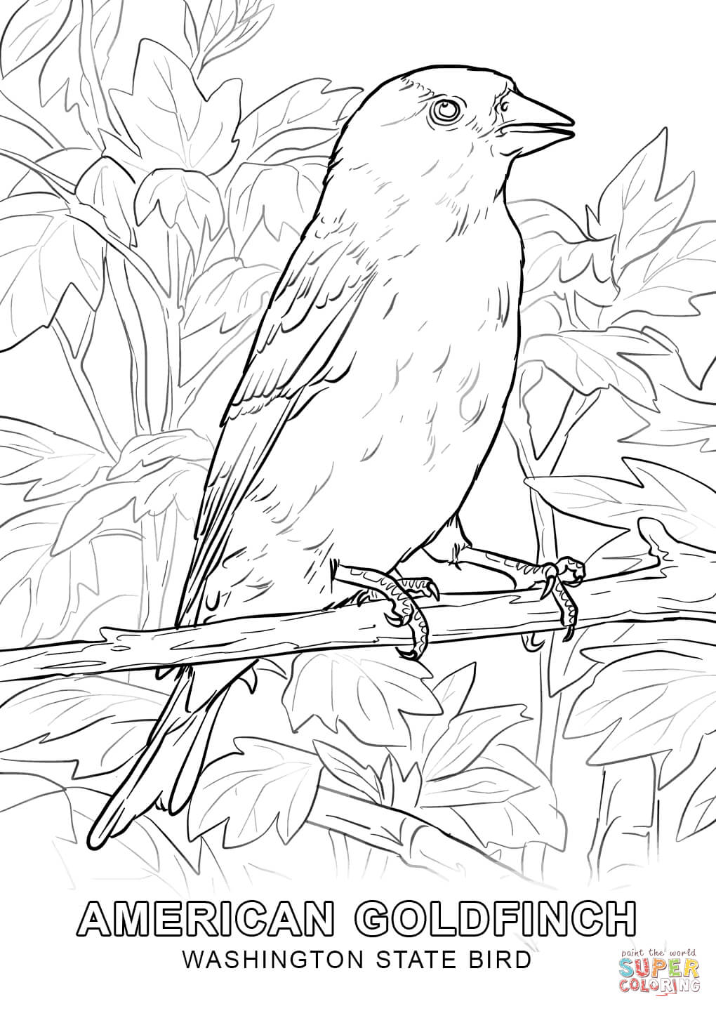Washington state bird coloring page free printable coloring pages