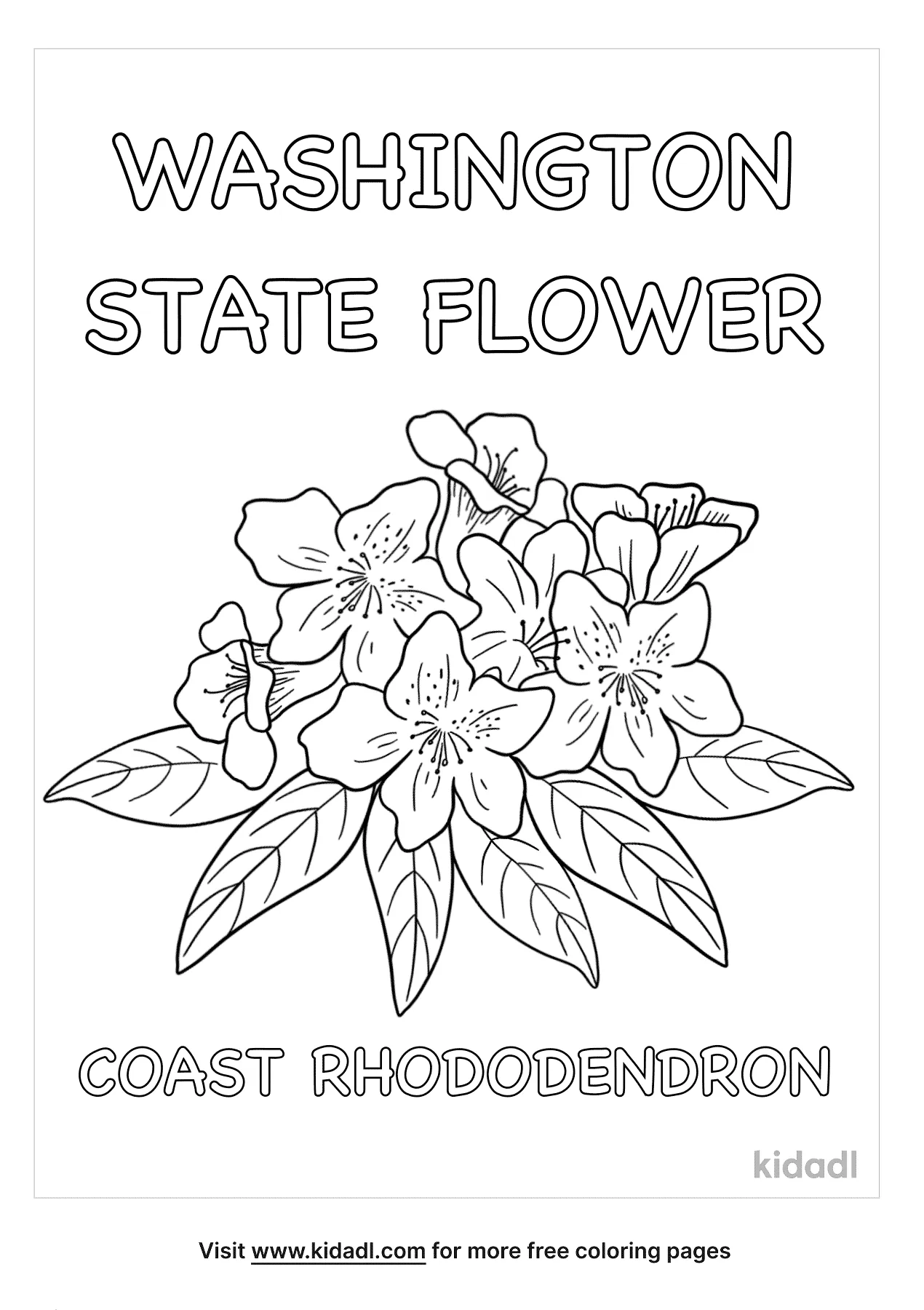 Free washington state flower coloring page coloring page printables