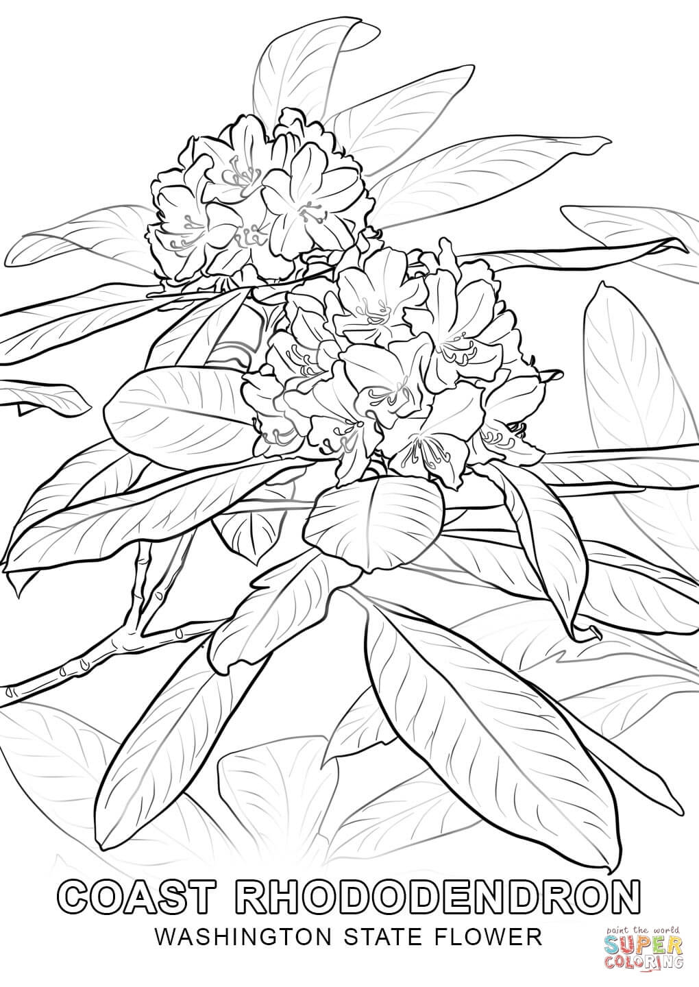 Washington state flower coloring page free printable coloring pages