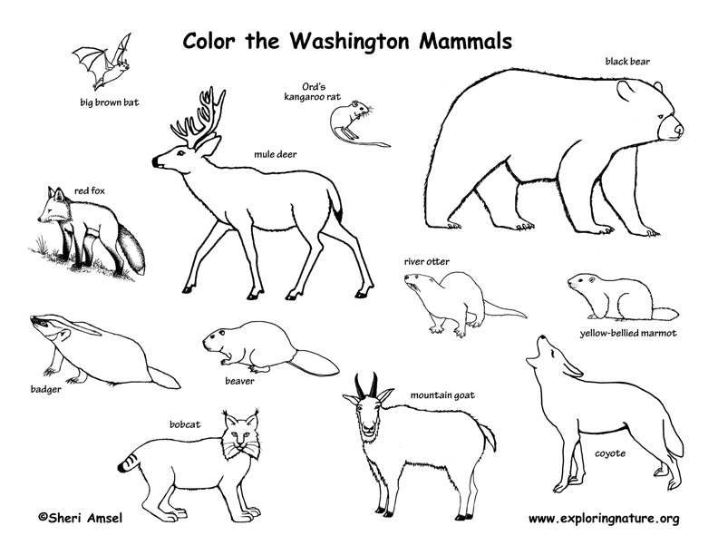 Washington habitats mammals birds amphibians reptiles