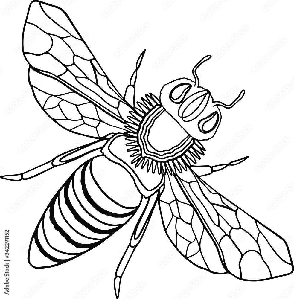 Decorative cute bee coloring page hand drawn vector ornamental wasp coloring book for children and adults isolated on white background dood and zen meditation relaxation outline insect doodle vector