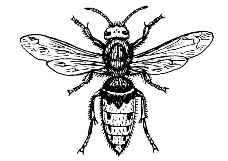 Coloring page wasp