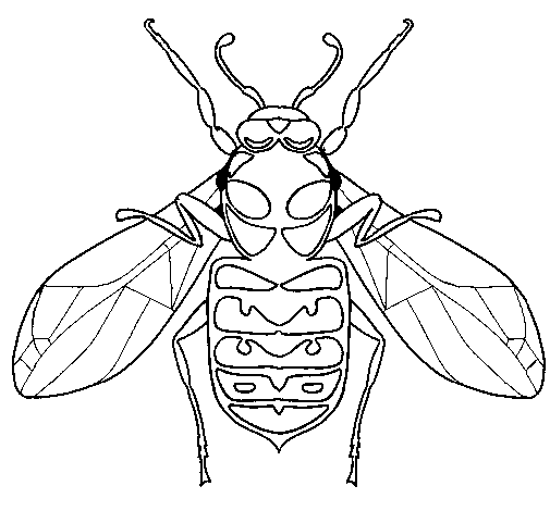 Wasp coloring page