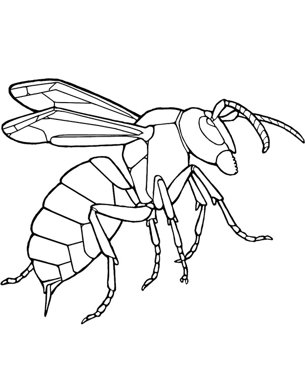 Insect wasp coloring page for kids