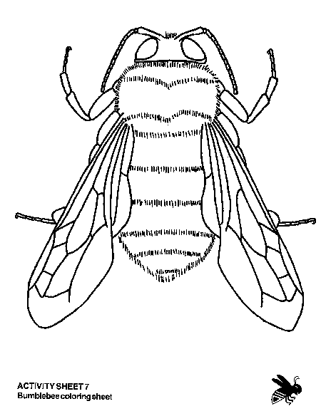 Lesson bee and wasp identification