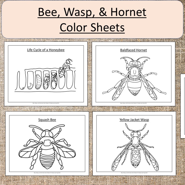 Bee wasp and hornet color sheets summer spring made by teachers