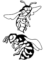 Wasps coloring pages and printable activities