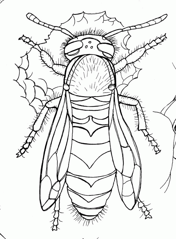 Realistic wasp coloring pages