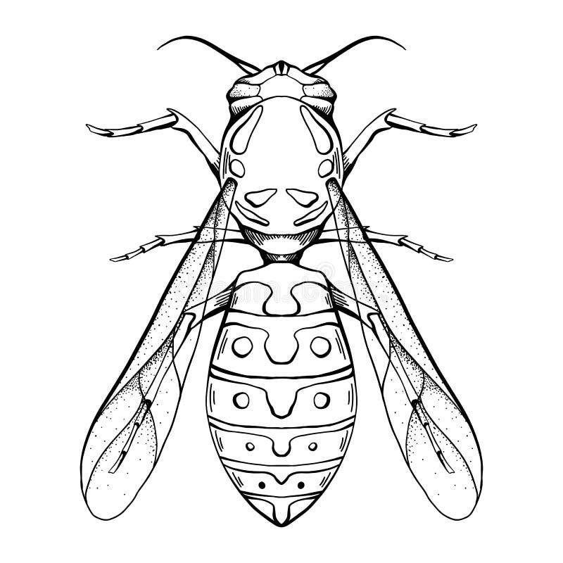 Contour sketch of a wasp with a top view on a white background flying insect stock vector