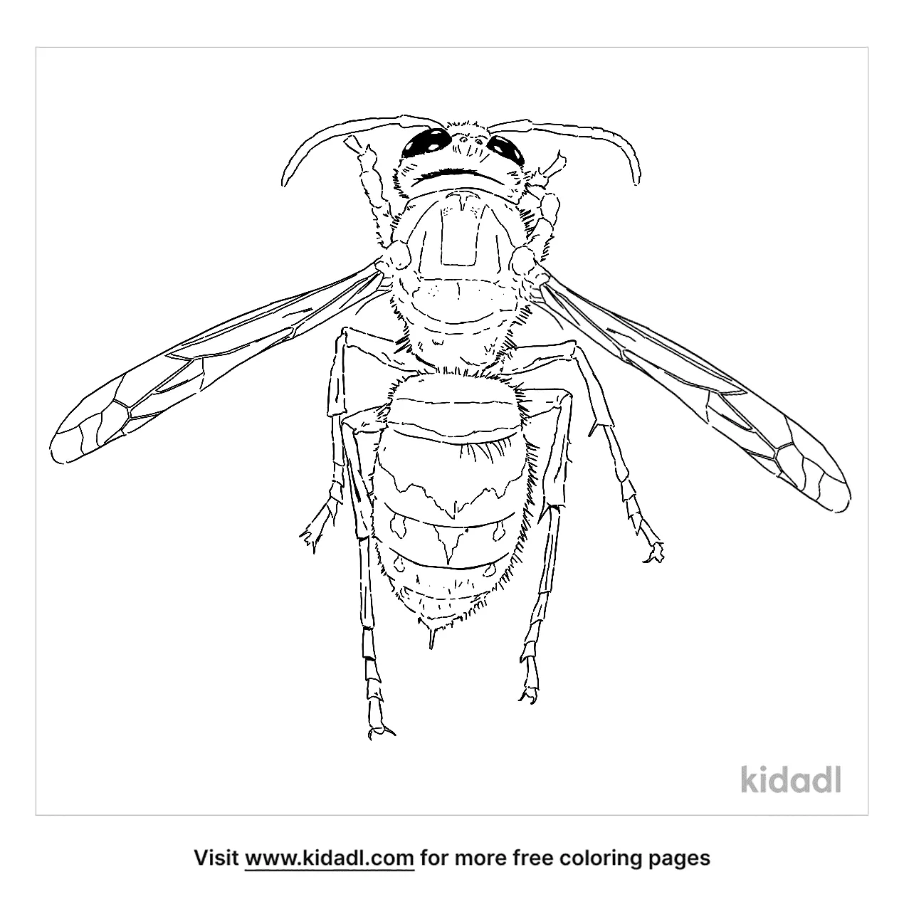 Free braconid wasp coloring page coloring page printables