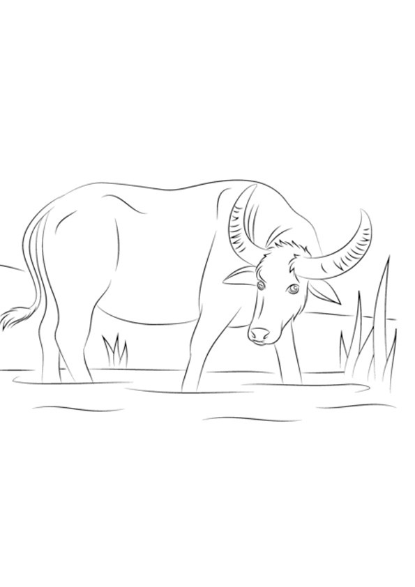 Coloring pages water buffalo coloring page for kids