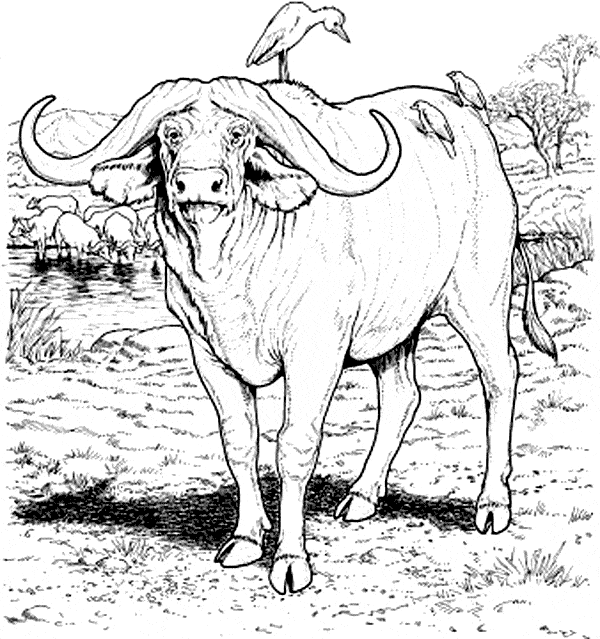 Water buffalo coloring