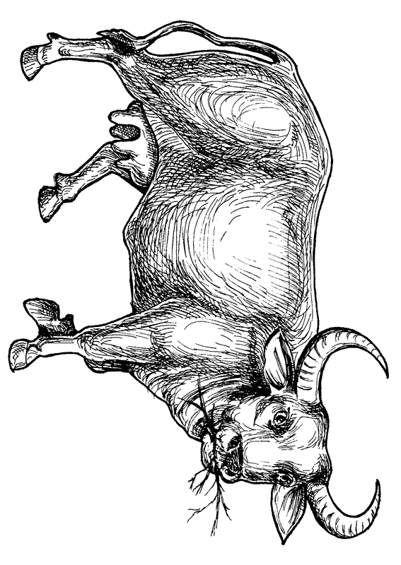 Water buffalo coloring page
