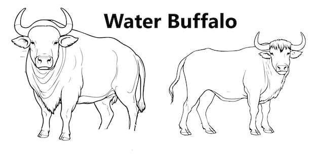 Premium vector a set of line art water buffalo coloring page vector designs for all