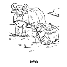 Top free printable buffalo coloring pages online