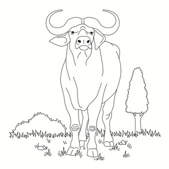 Buffalo coloring images
