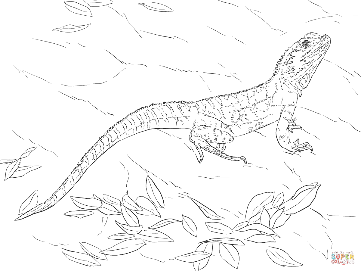 Australian water dragon coloring page free printable coloring pages