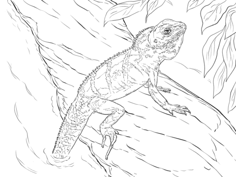 Realistic chinese water dragon coloring page free printable coloring pages
