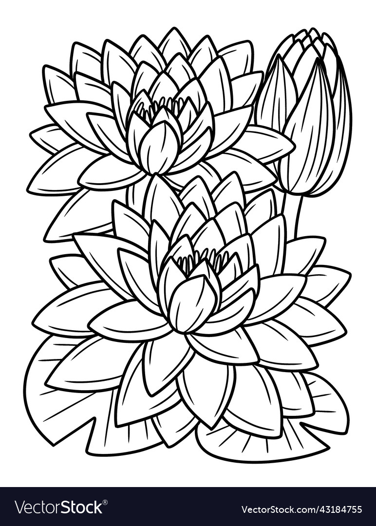 Water lily flower coloring page for adults vector image