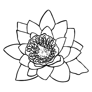 Water lilies drawing png transparent images free download vector files