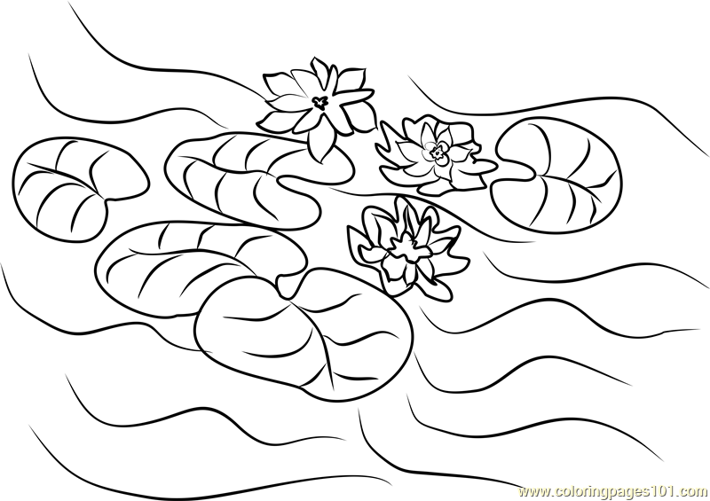 Water lilies coloring page for kids