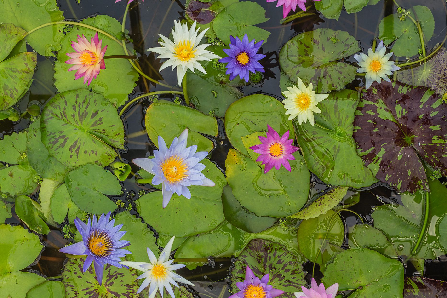 Water lily facts that will make you love them even more
