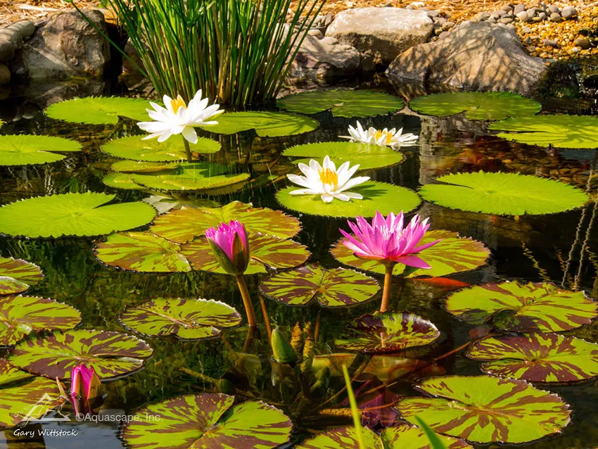 Why choose tropical water lilies