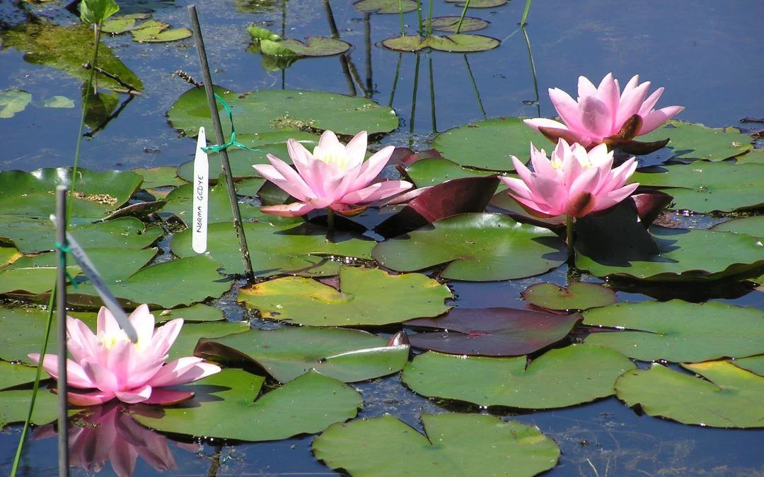 Are water lilies difficult to grow