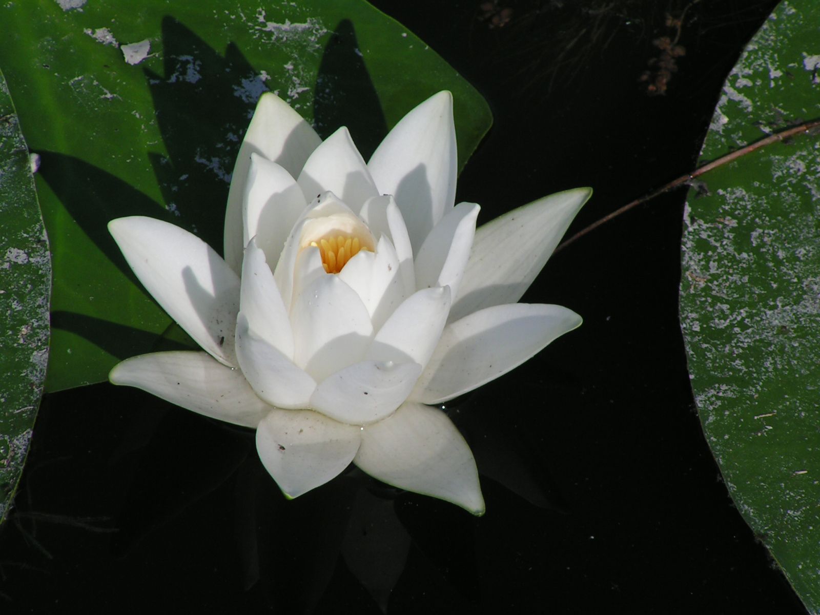 Water lily description flower characteristics facts