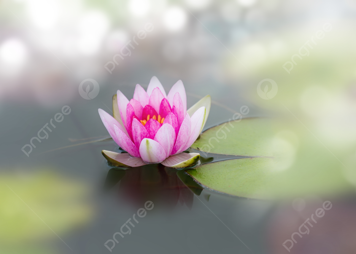 Water lily background images hd pictures and wallpaper for free download