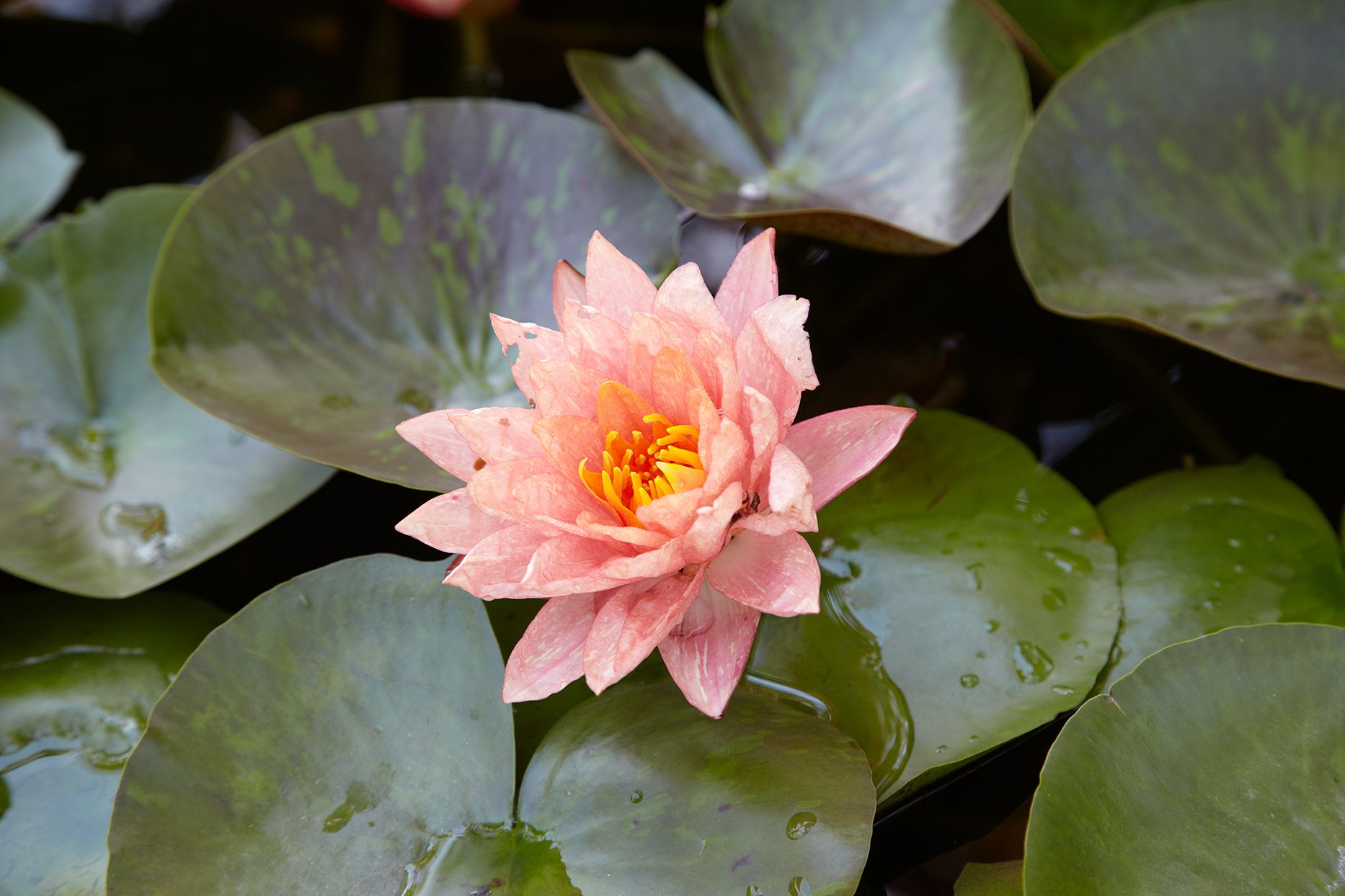 Water lily facts that will make you love them even more